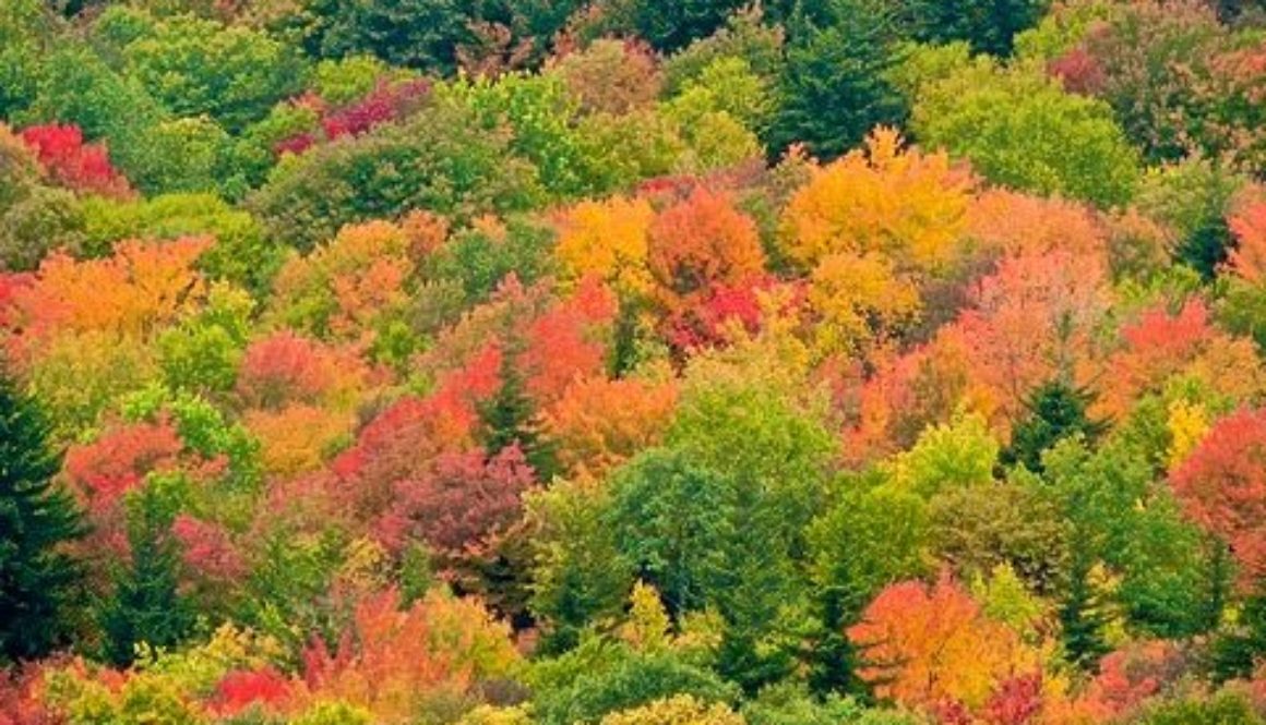 forest on 2011-09-27 at 15-14-59