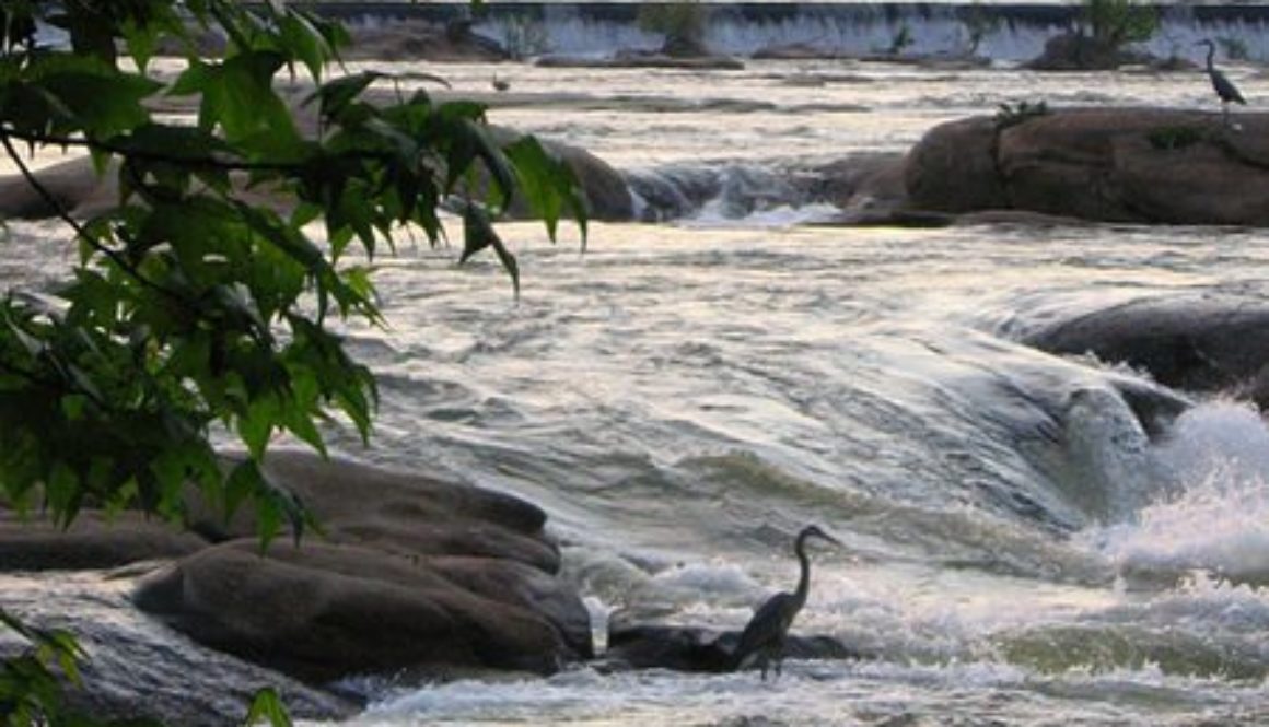 450px-Belle_isle_richmond_virginia_herons