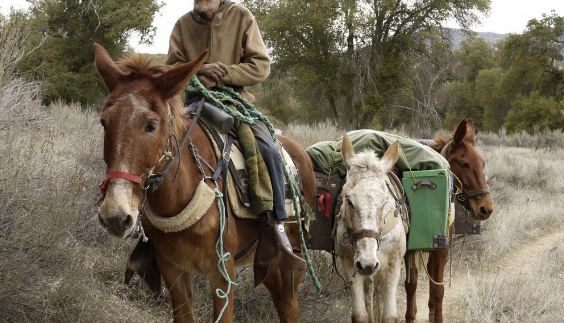 Pacific-Crest-Trail-near-Warner-Springs-1024x768