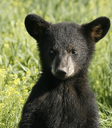 Philpott Lake Ranger Talks - "Black Bears in Virginia"