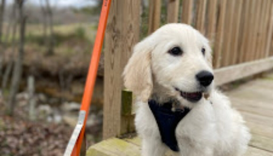 Puppy and trash grabber