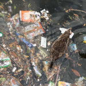 Duck swimming in littered water