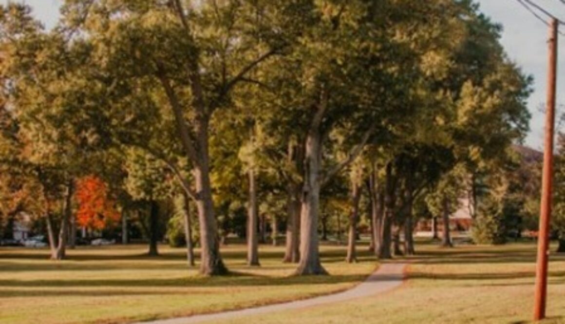 Trees at Yaupon Eco-Park
