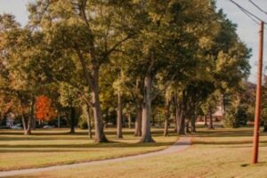 Trees at Yaupon Eco-Park
