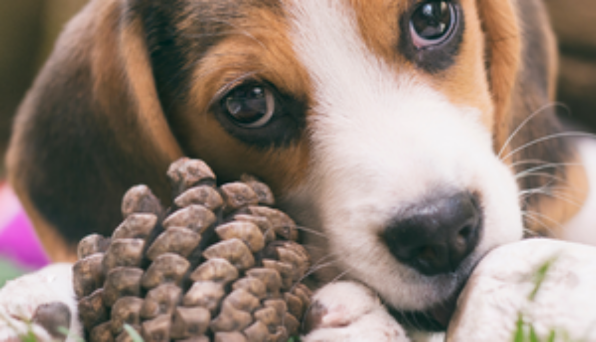 Hound puppy with a pine cone