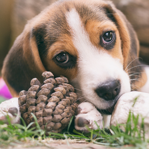 Hound puppy with a pine cone