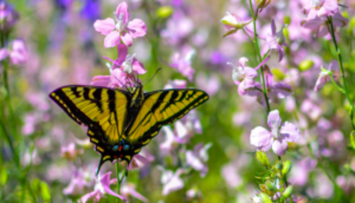 Purple meadow flowers with butterfly