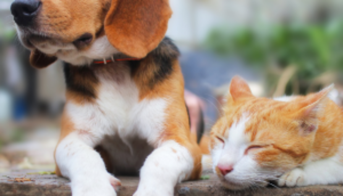 Dog and cat lying down outside.