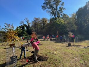 Many volunteers planting mature trees