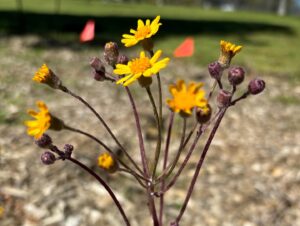 Yellow flowers of a native plant