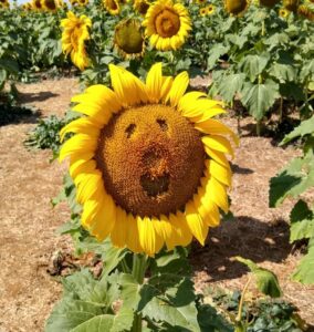 Sunflower growing in a garden, with a funny face