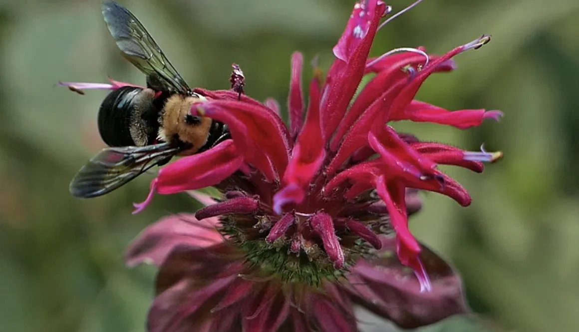 Red flower called Scarlet Beebalm with a bumblebee