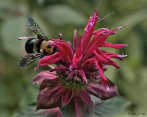 Red flower called Scarlet Beebalm with a bumblebee