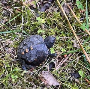 Tiny box turtle in the grass and twigs