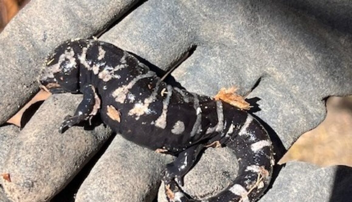 Small marbled salamander in gloved hand