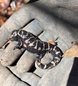 Small marbled salamander in gloved hand