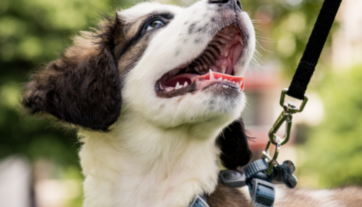 Dog on a leash looking up at someone