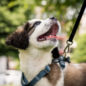 Dog on a leash looking up at someone