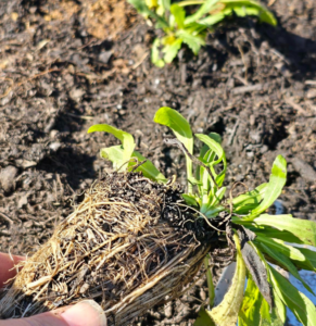 Small native plant with roots being installed in a pollinator garden
