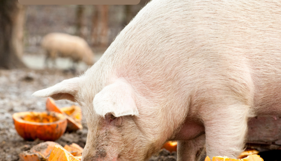 Pig eating a pumpkin