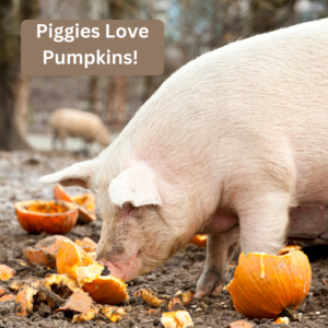Pig eating a pumpkin