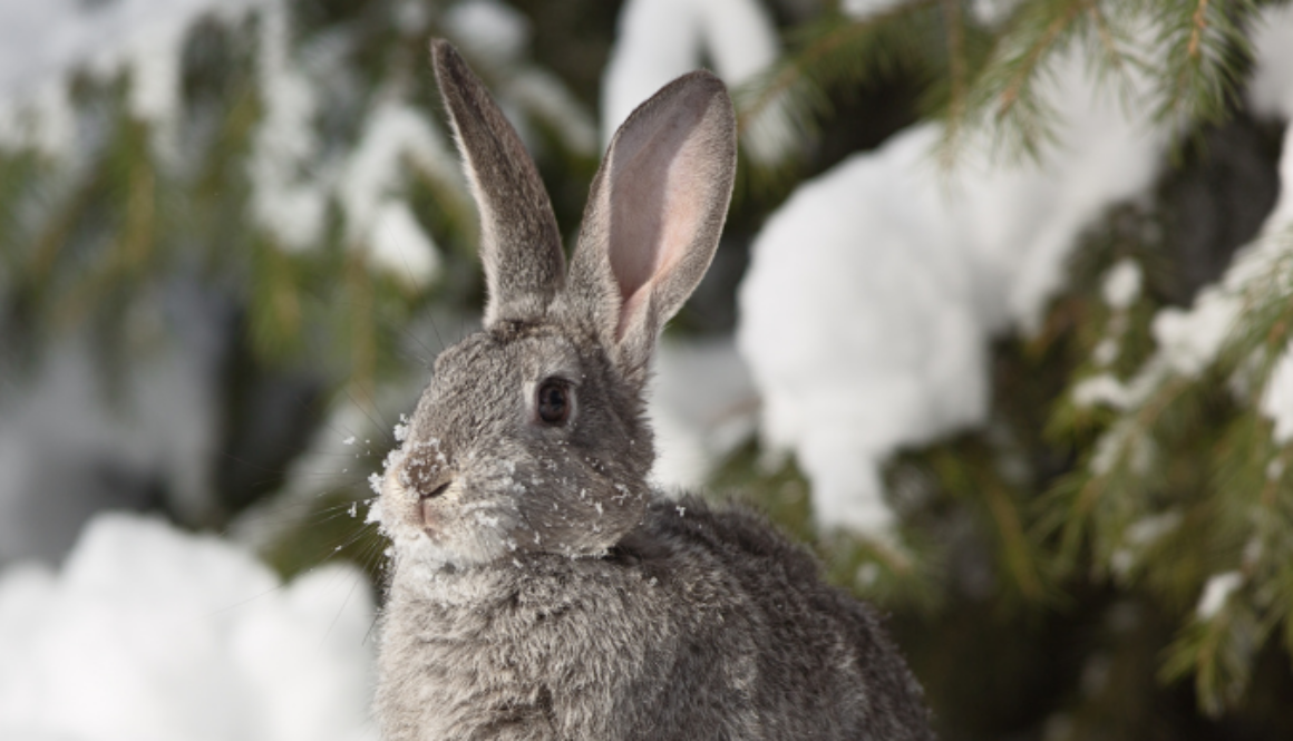 Bunny in snow with pine tree for shelter