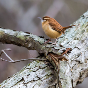Carolina Wren in pine tree as shelter in the Winter