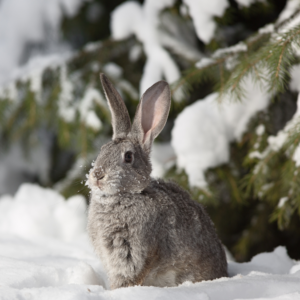 Bunny in snow with pine tree for shelter