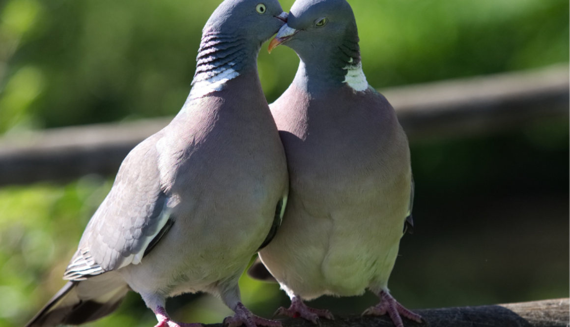 Two birds on a branch that look like they're in love