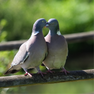 Two birds on a branch that look like they're in love
