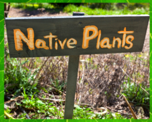 Wooden sign says Native Plants outside in a garden