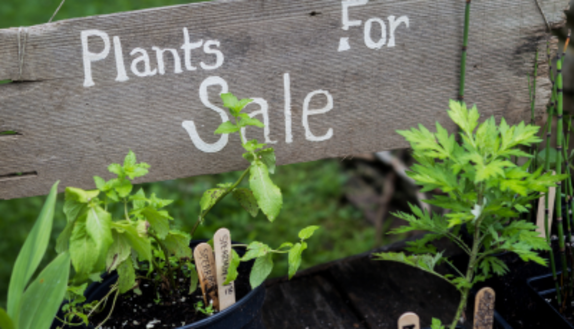 Wooden sign says Plants for Sale, with green herbs in pots