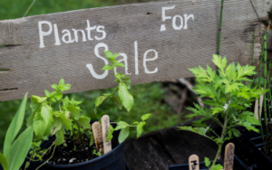 Wooden sign says Plants for Sale, with green herbs in pots