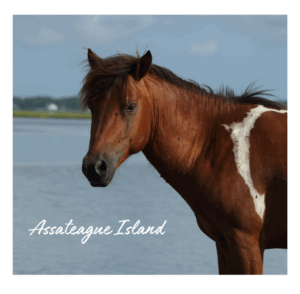 Wild pony near water