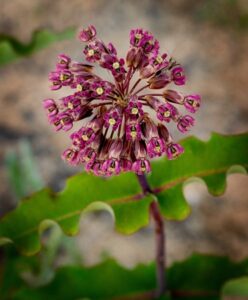 Globe-shaped purple-red flower called asclepias amplexicaulis (Common Milkweed)