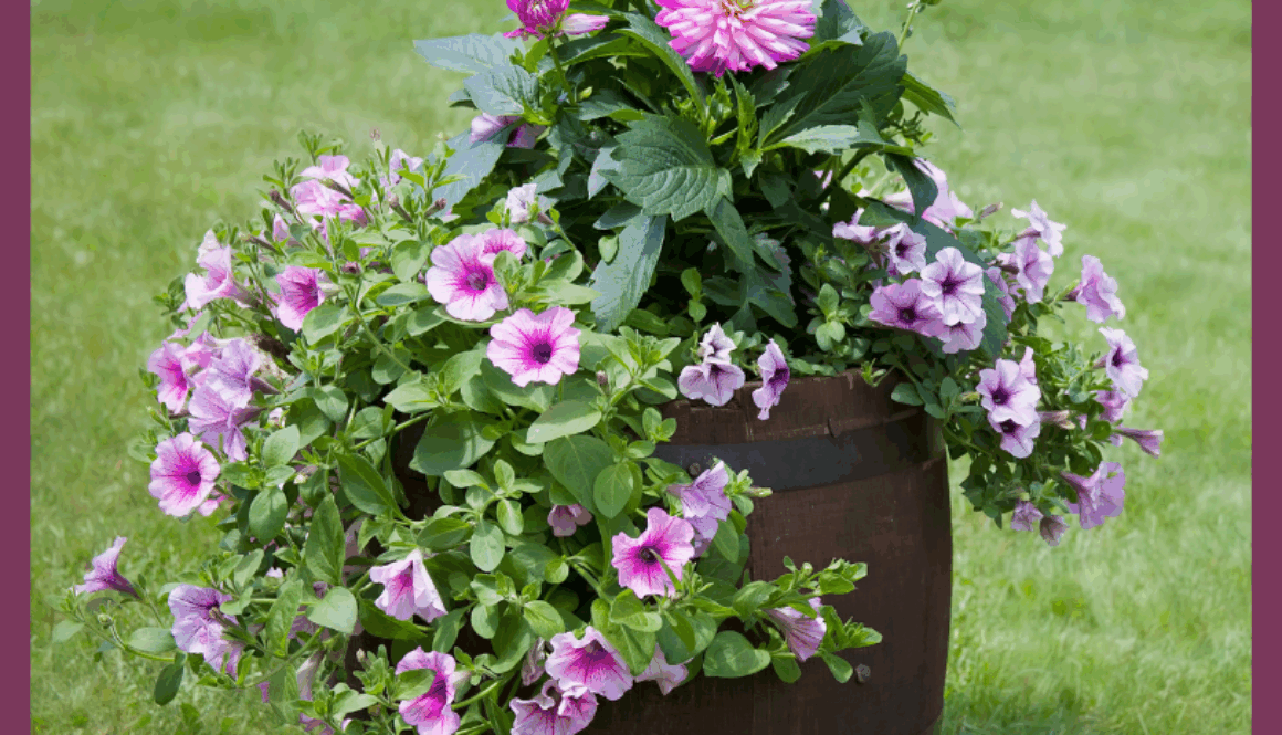 Barrel container holding a variety of pink ad purple flowers