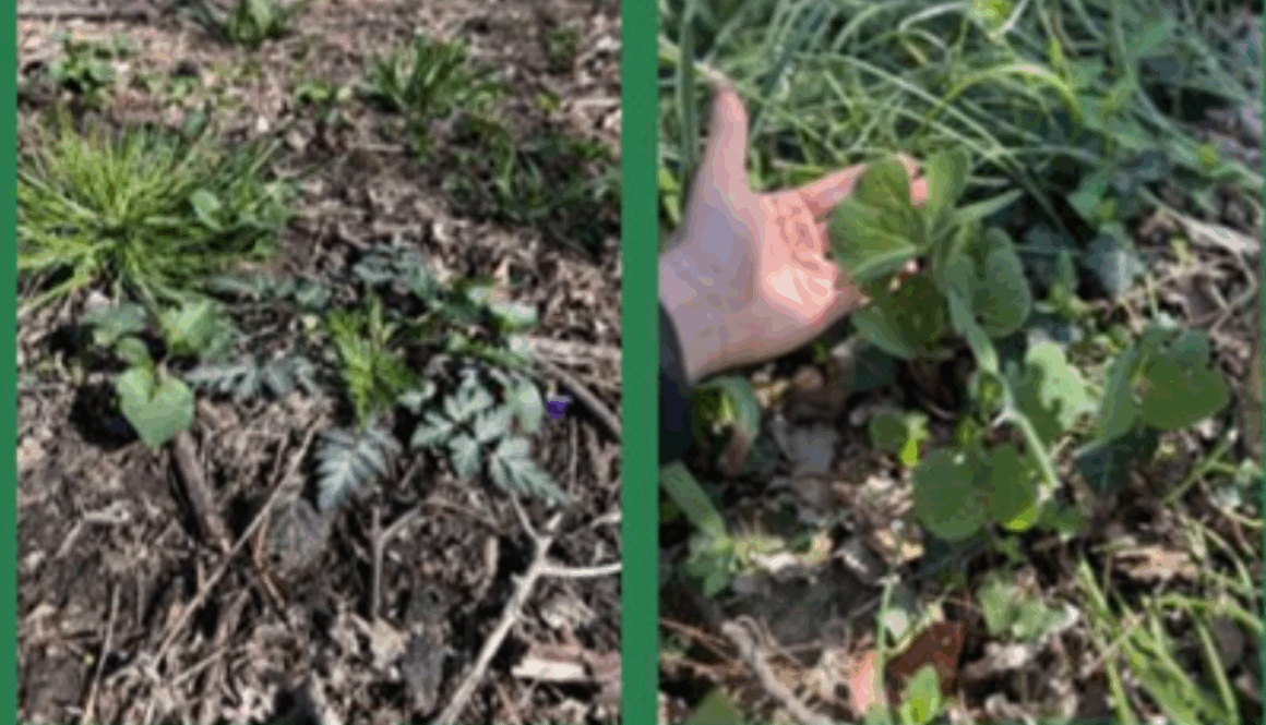 Photo of native plants installed in a public place in Fredericksburg by Downtown Greens