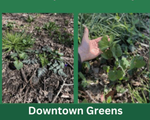 Photo of native plants installed in a public place in Fredericksburg by Downtown Greens