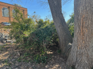 Newport News Green Foundation photo of the Hilton Ravine that will be restored