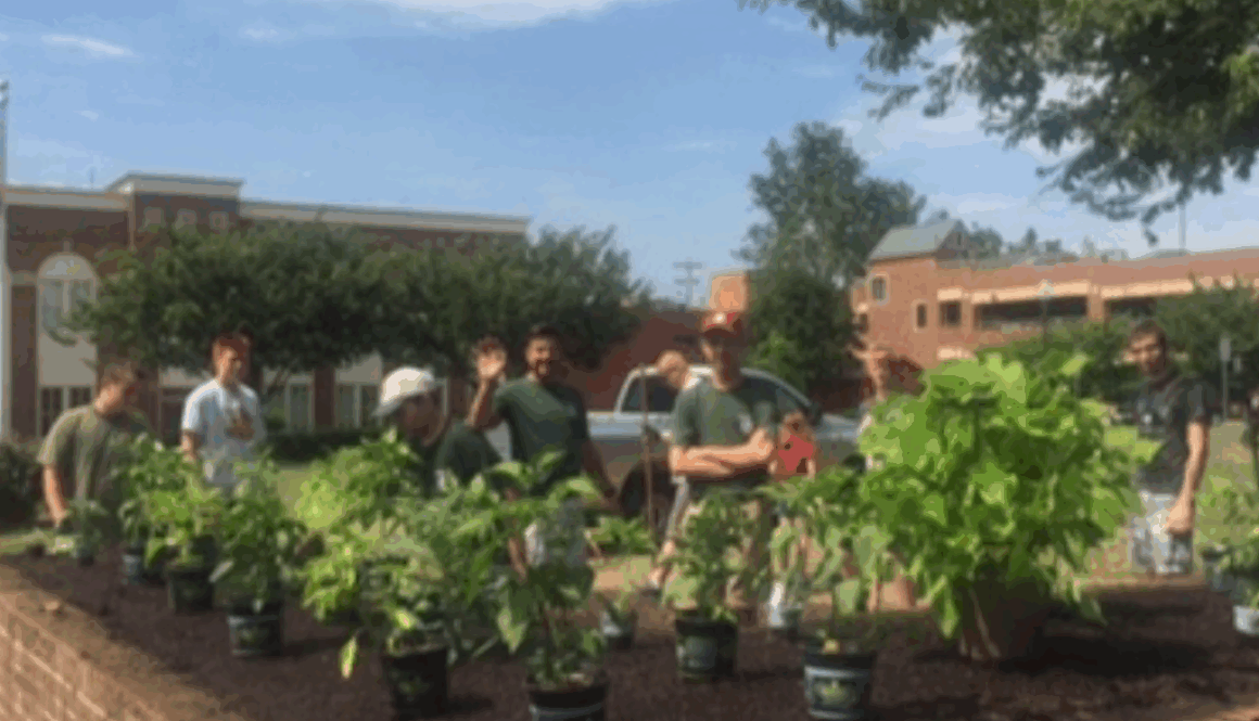 Photo of brick-walled vegetable gardens with plants ready to be planted by smiling volunteer adults.