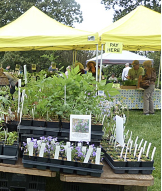 Spring Native Plant Sale